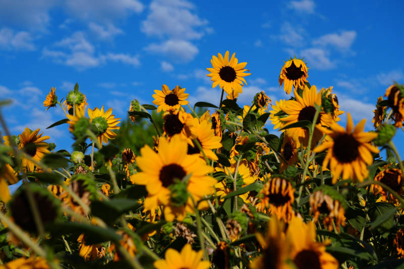 向日葵花田蓝天白云图片