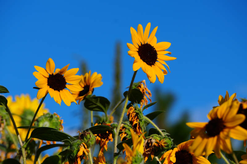 向日葵在蓝天下的绽放图片