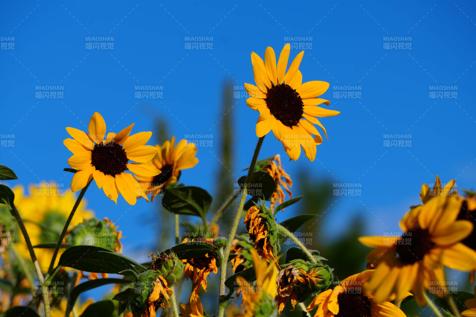 向日葵在蓝天下的绽放图片