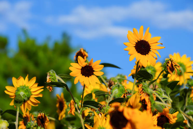 向日葵在阳光下绽放图片