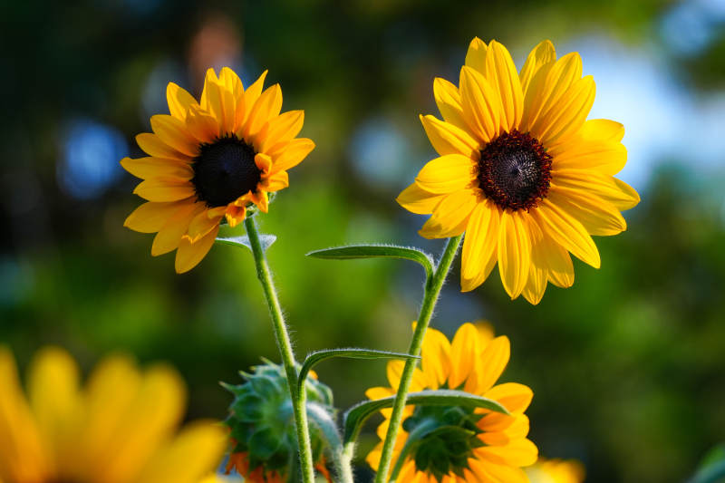 向日葵的明媚时光图片