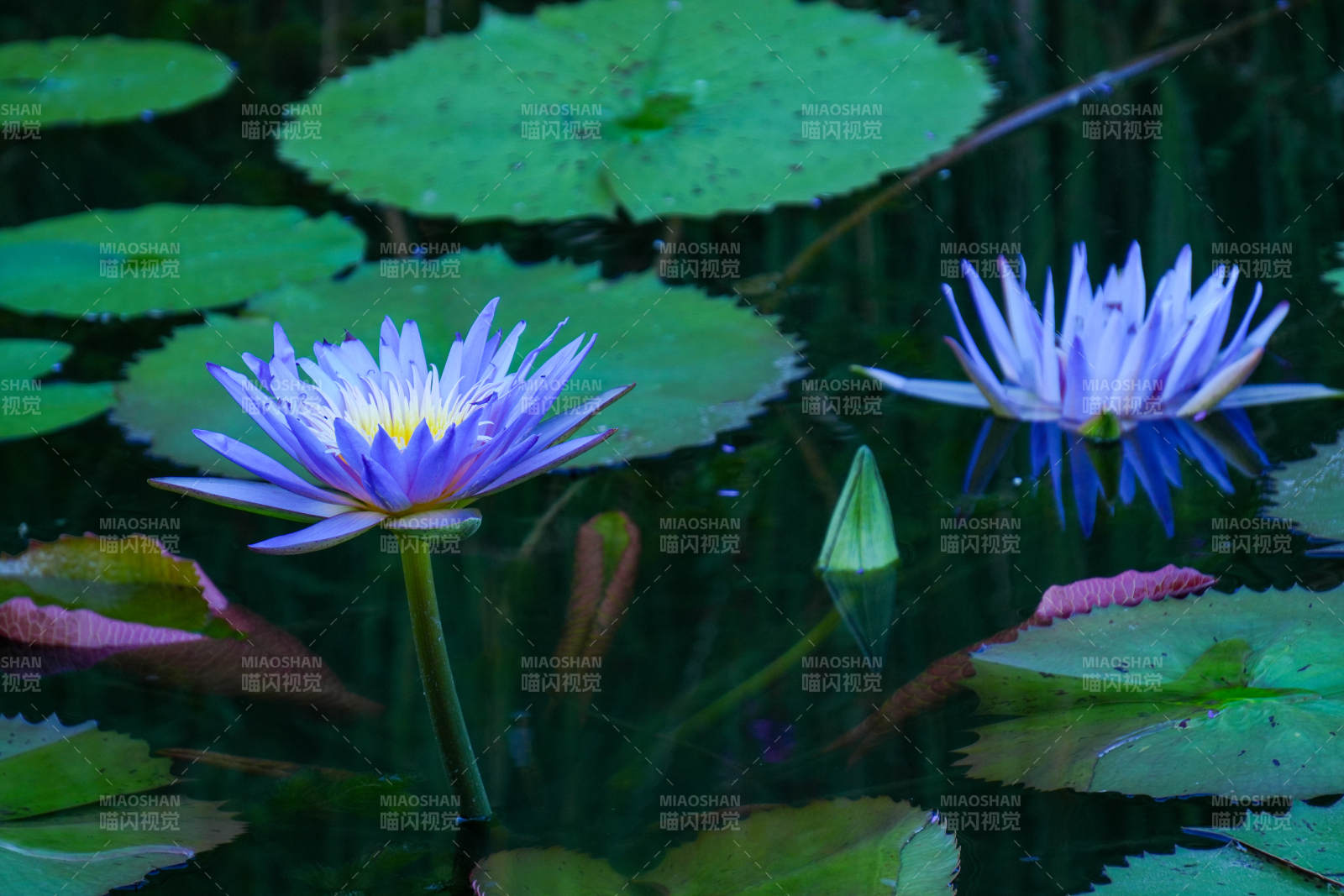 池塘中的紫色莲花图片