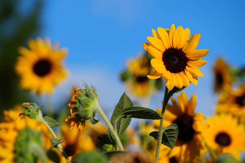 向日葵在阳光下绽放图片