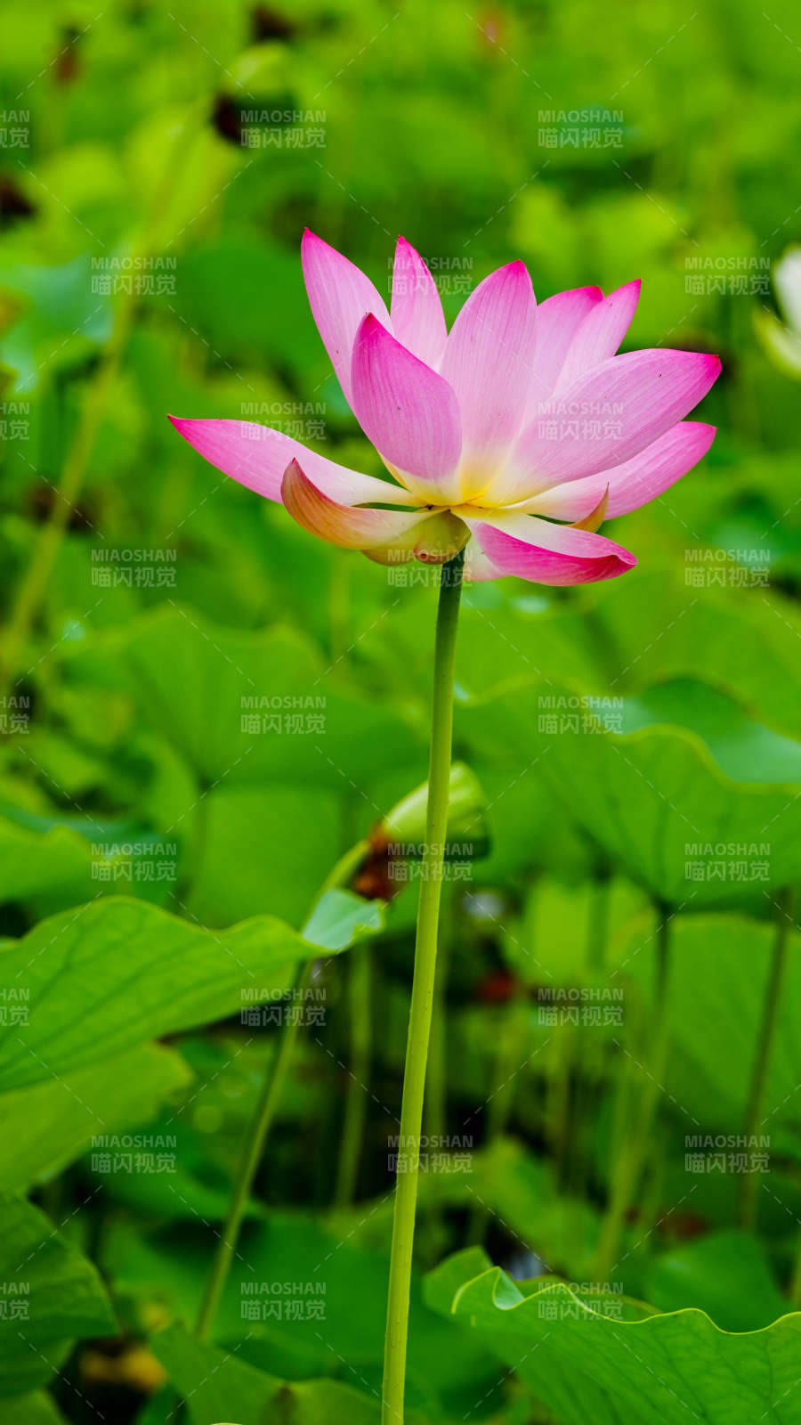 粉嫩莲花静谧绽放图片