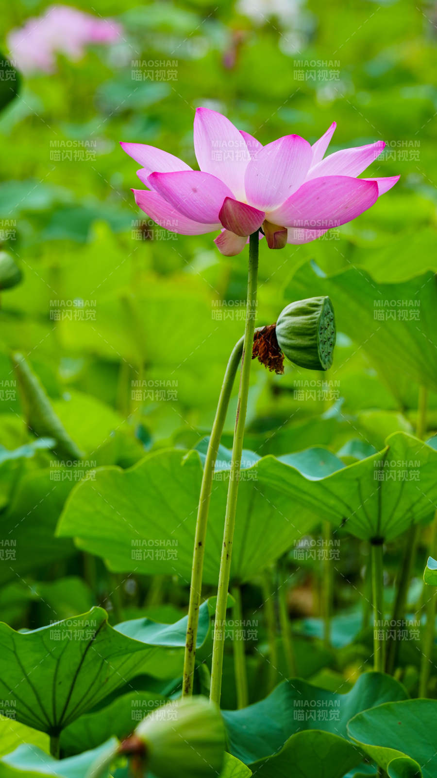 荷花盛开 绿叶相伴图片