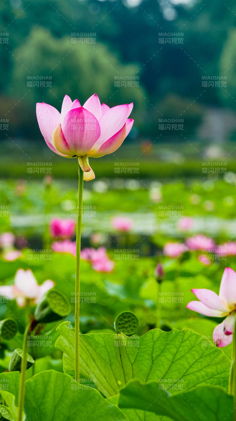 夏日荷花绽放美景图片