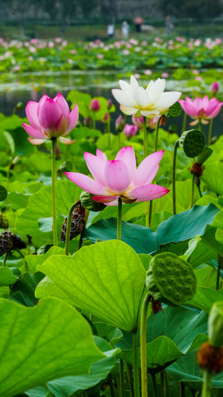 荷塘盛景 粉白莲花绽放图片