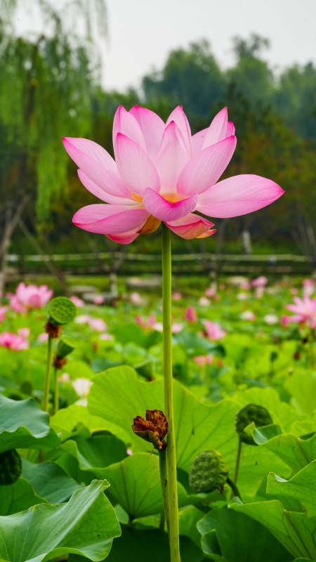 池塘中的粉色莲花盛开图片