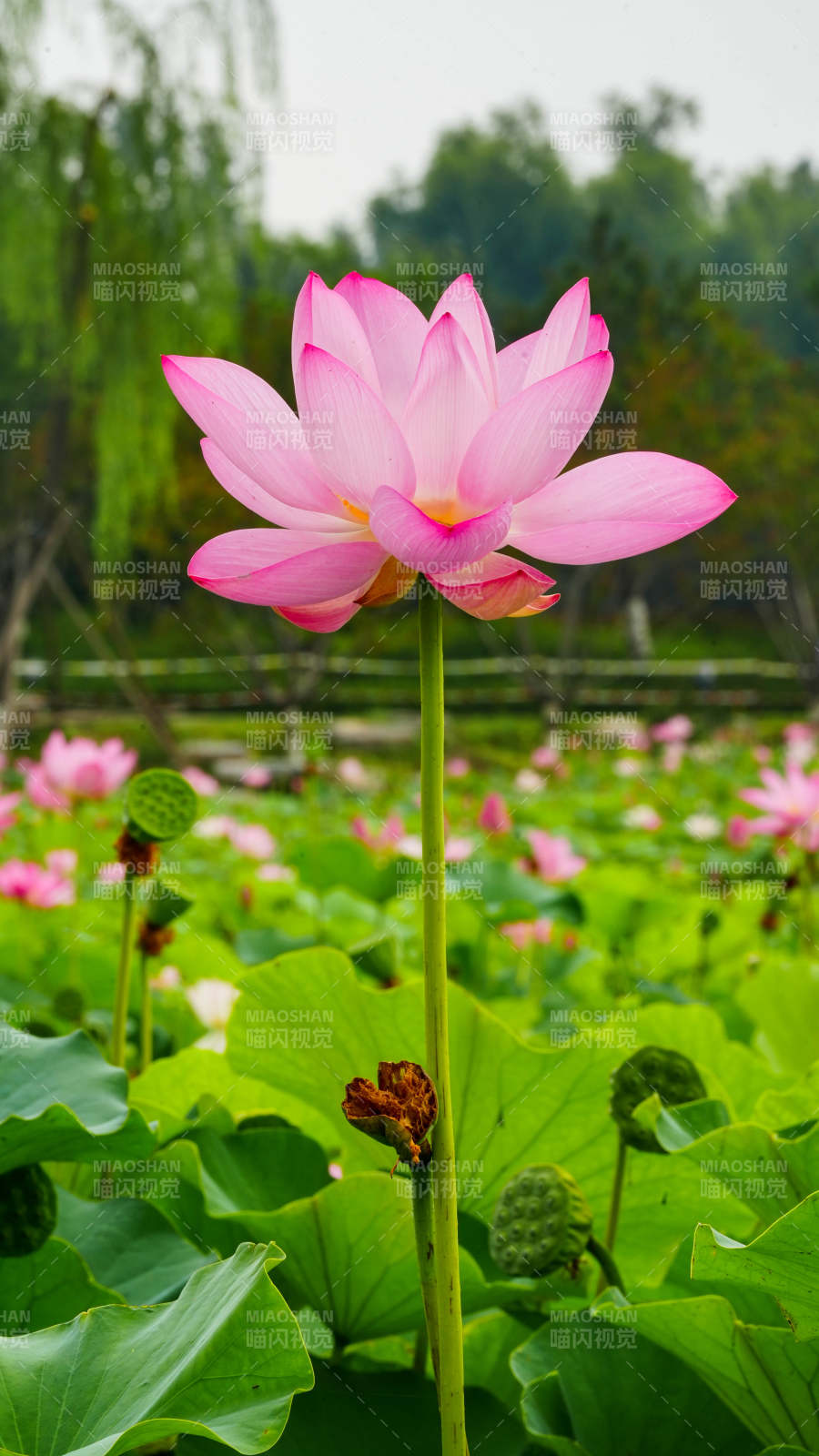 池塘中的粉色莲花盛开图片