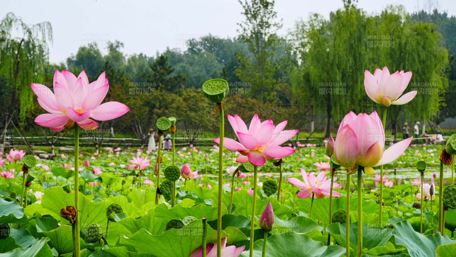 荷塘盛景 粉莲绽放图片