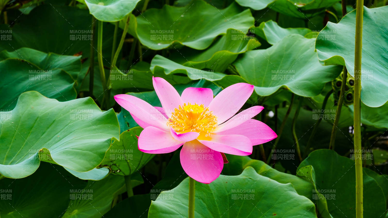 粉红莲花绽放绿叶间图片