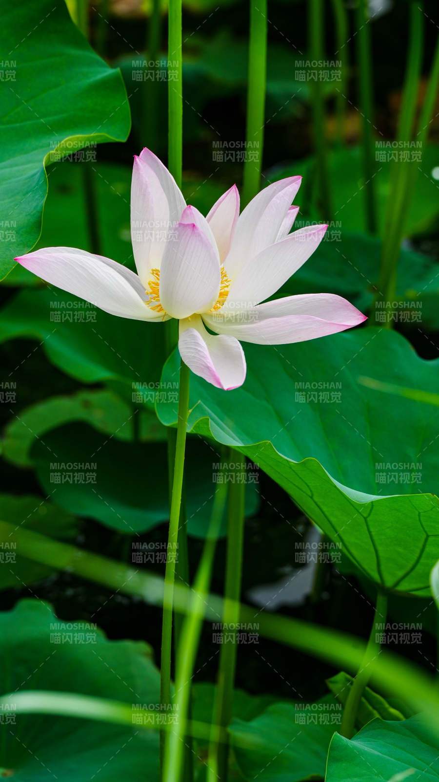 池中莲花静谧绽放图片