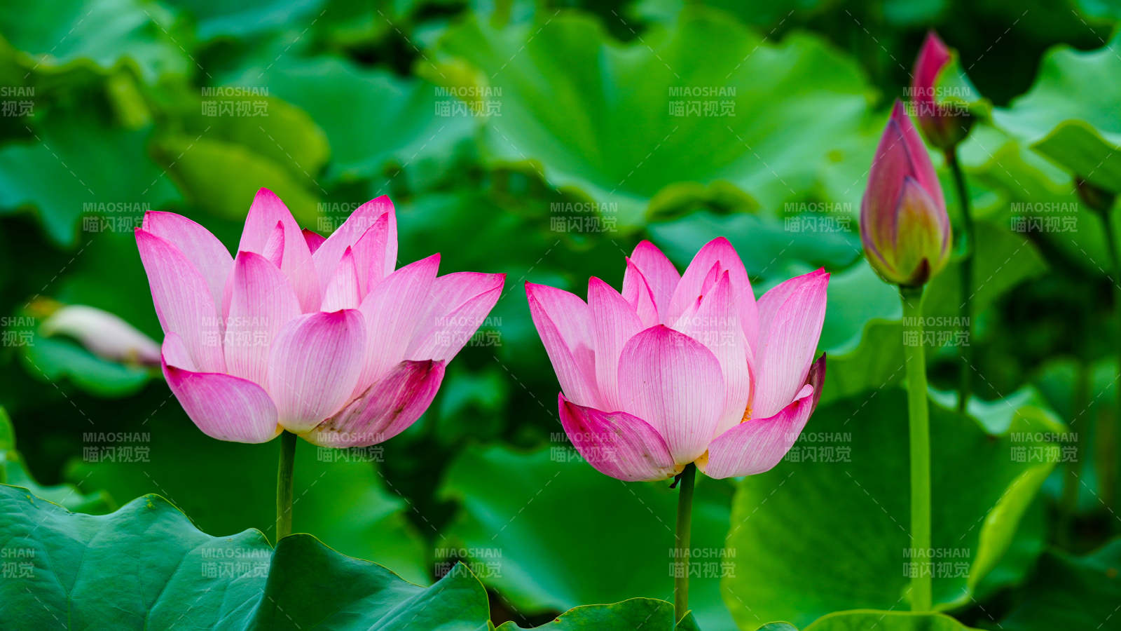 粉嫩莲花映绿叶图片
