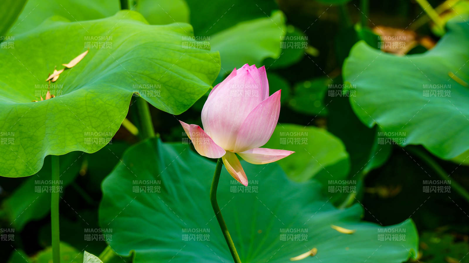 荷花盛开 绿叶相伴图片