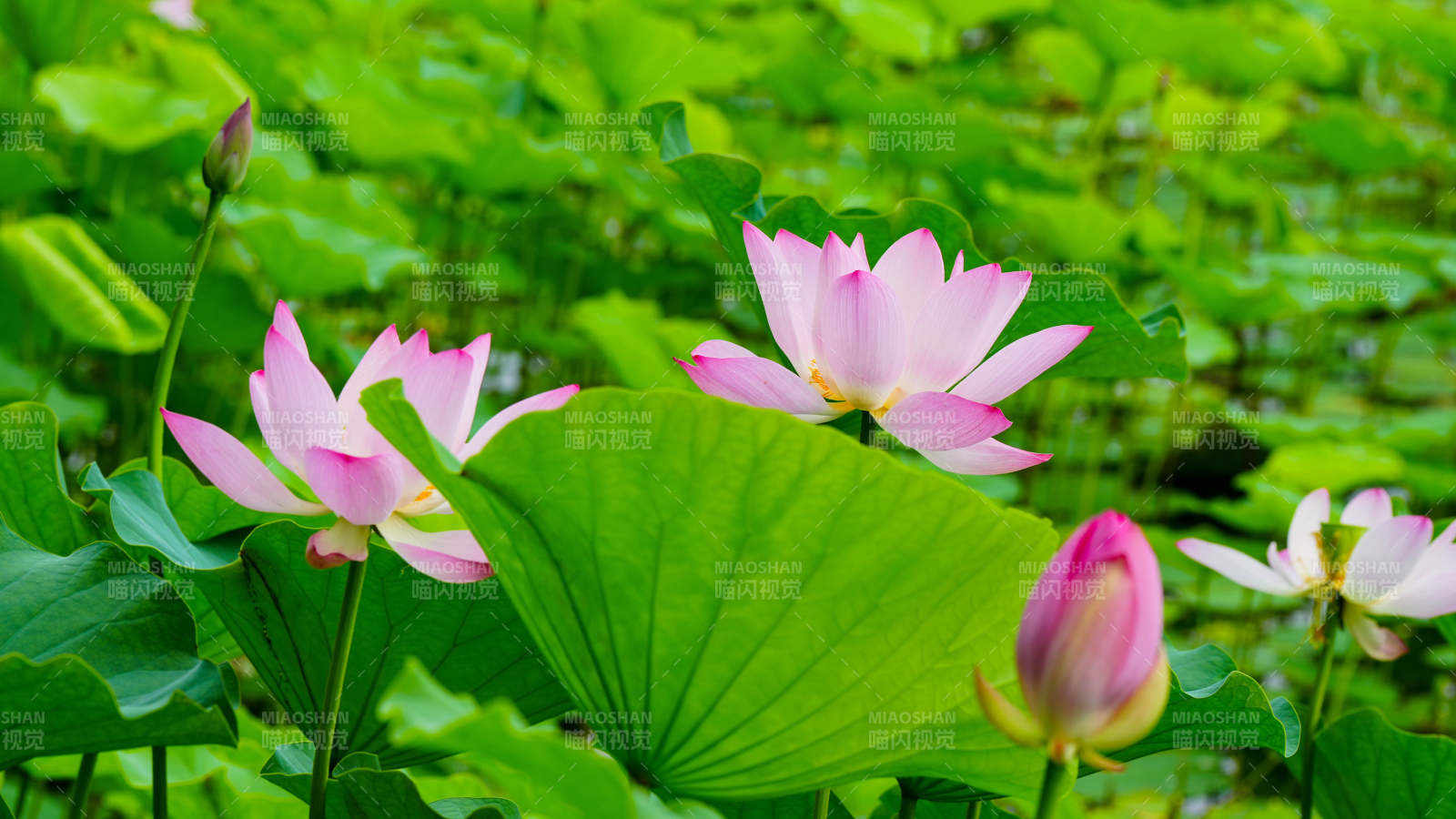 荷花盛开 绿叶相伴图片