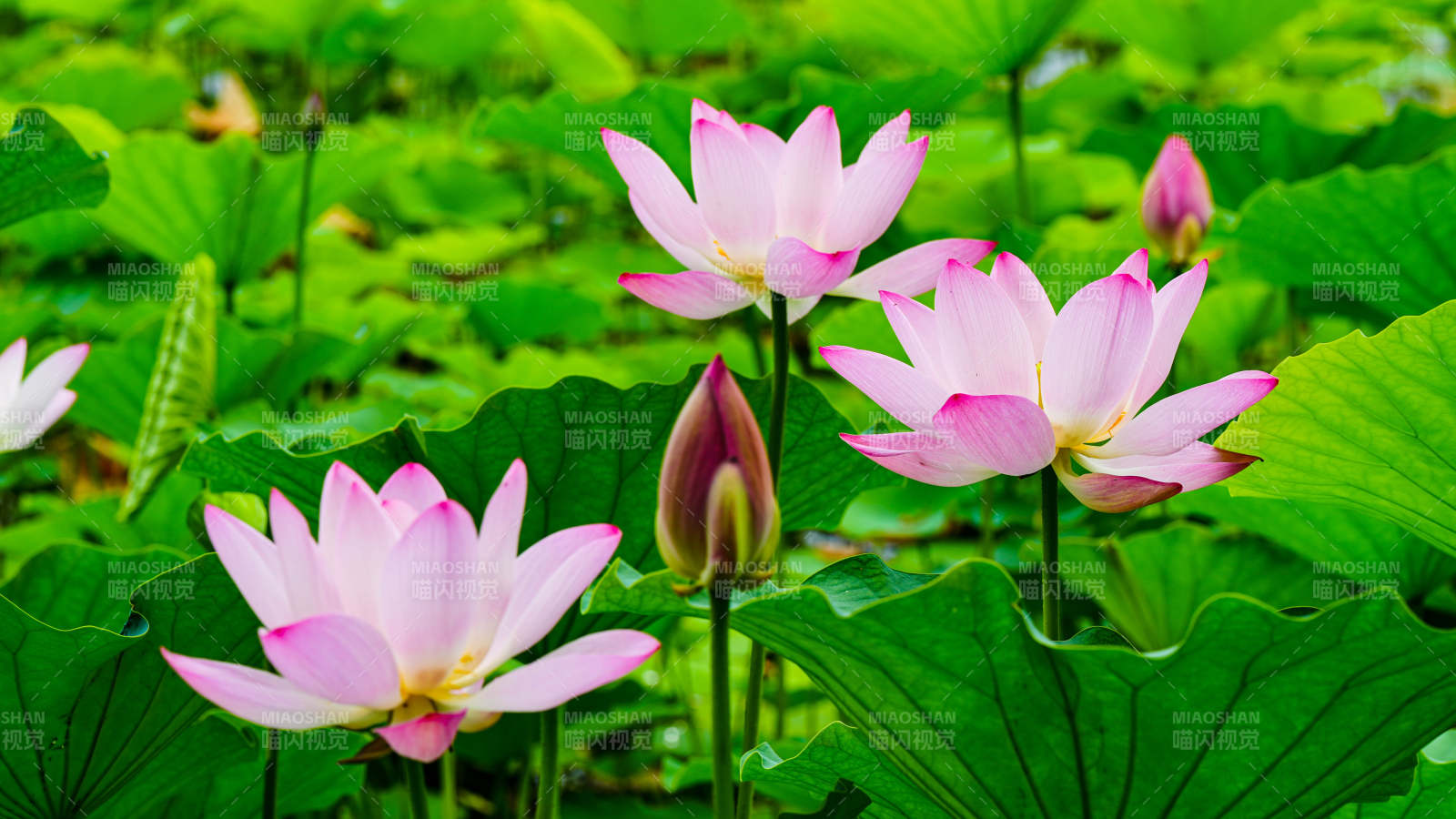 粉色莲花绽放绿叶间图片