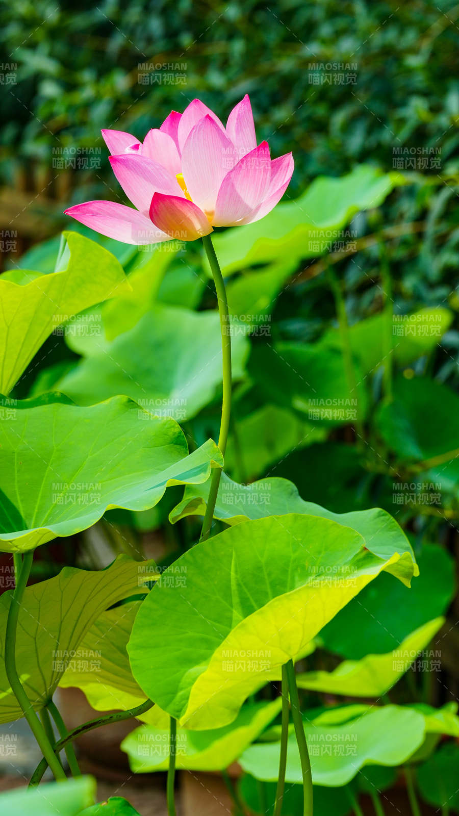 粉莲绽放 绿叶相伴图片