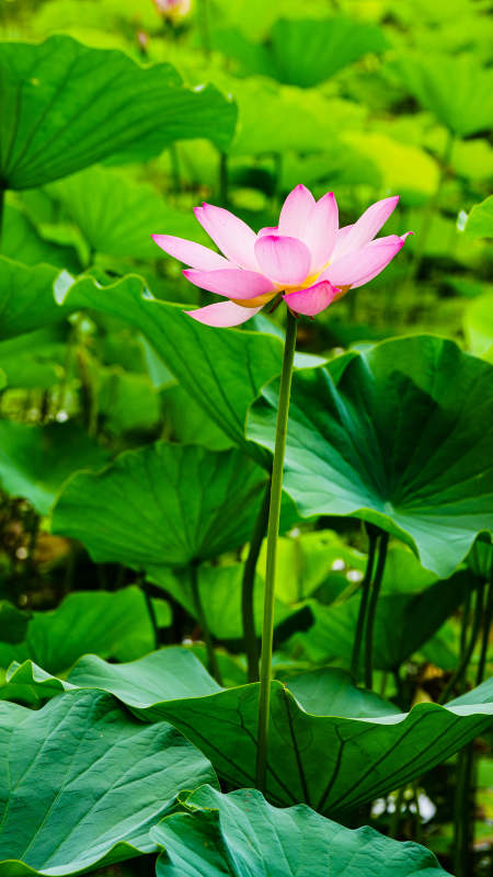 池塘中的粉色莲花盛开图片