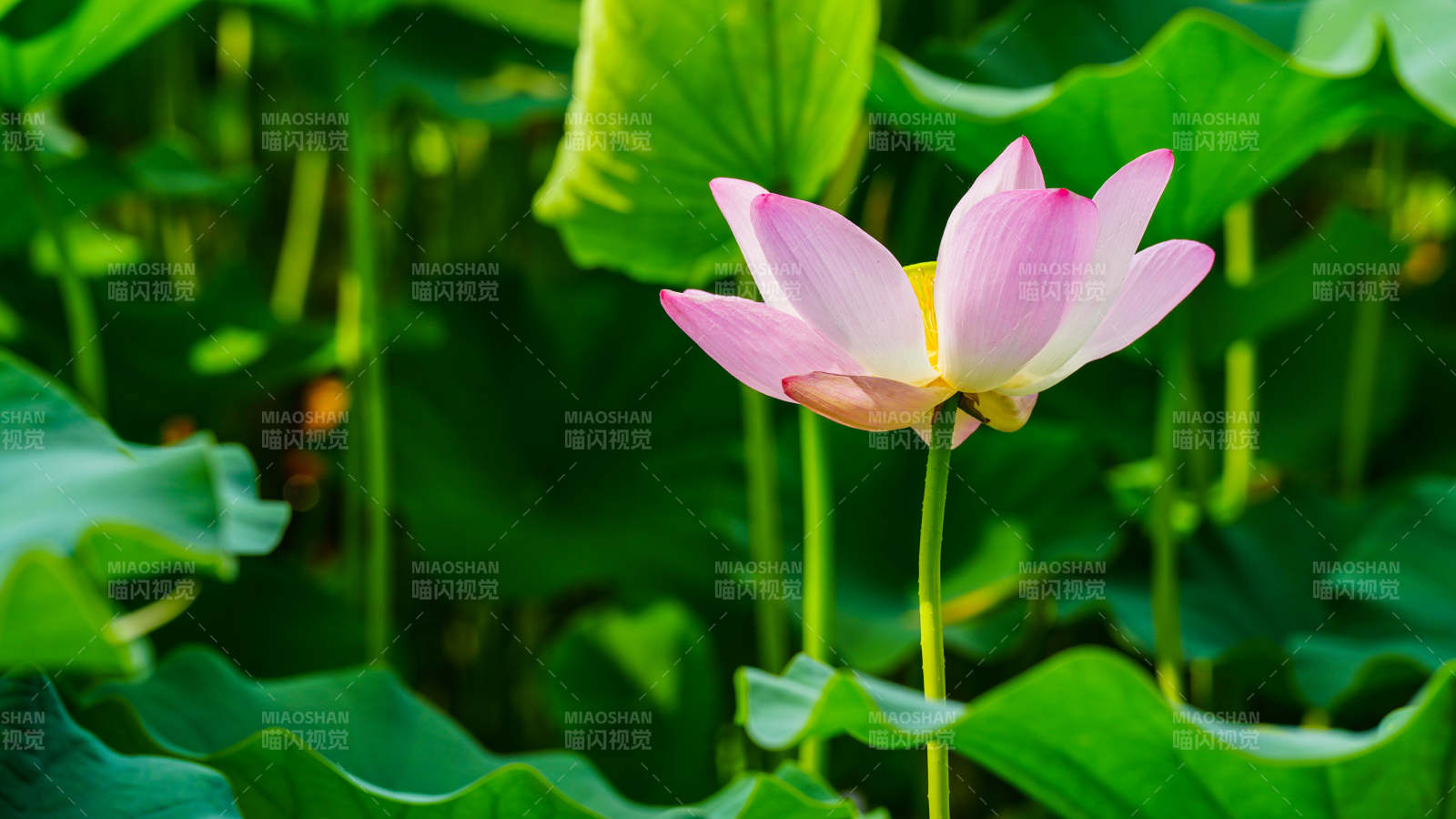 池塘中的莲花盛开图片