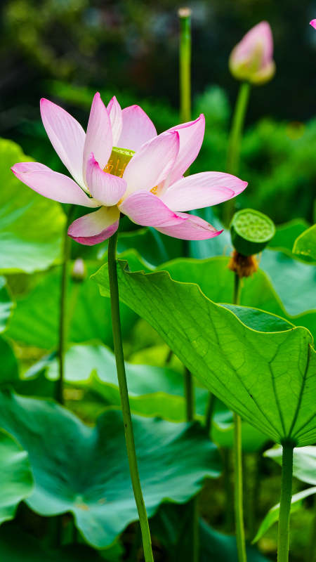 粉嫩莲花映绿叶图片