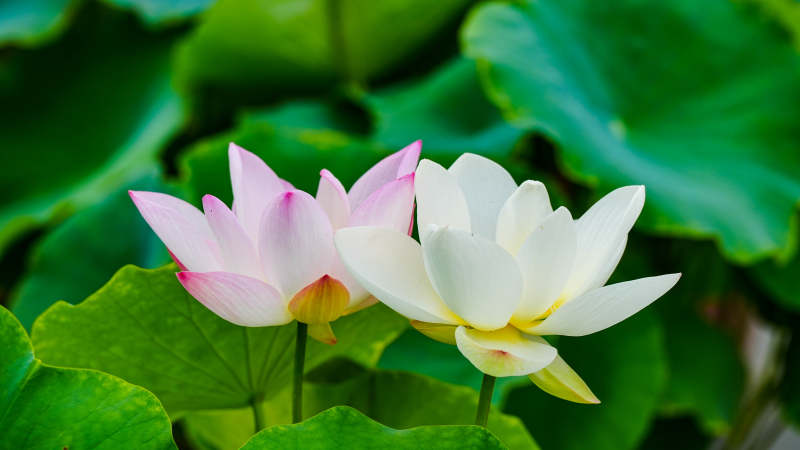 莲花绽放 清新雅致图片