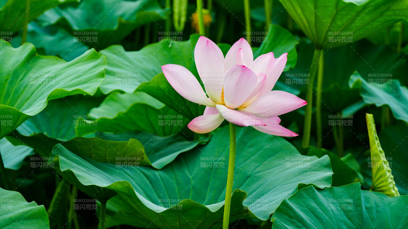 荷花盛开 绿叶相伴图片