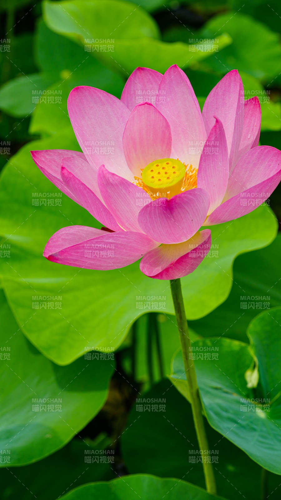 粉嫩莲花映绿叶图片