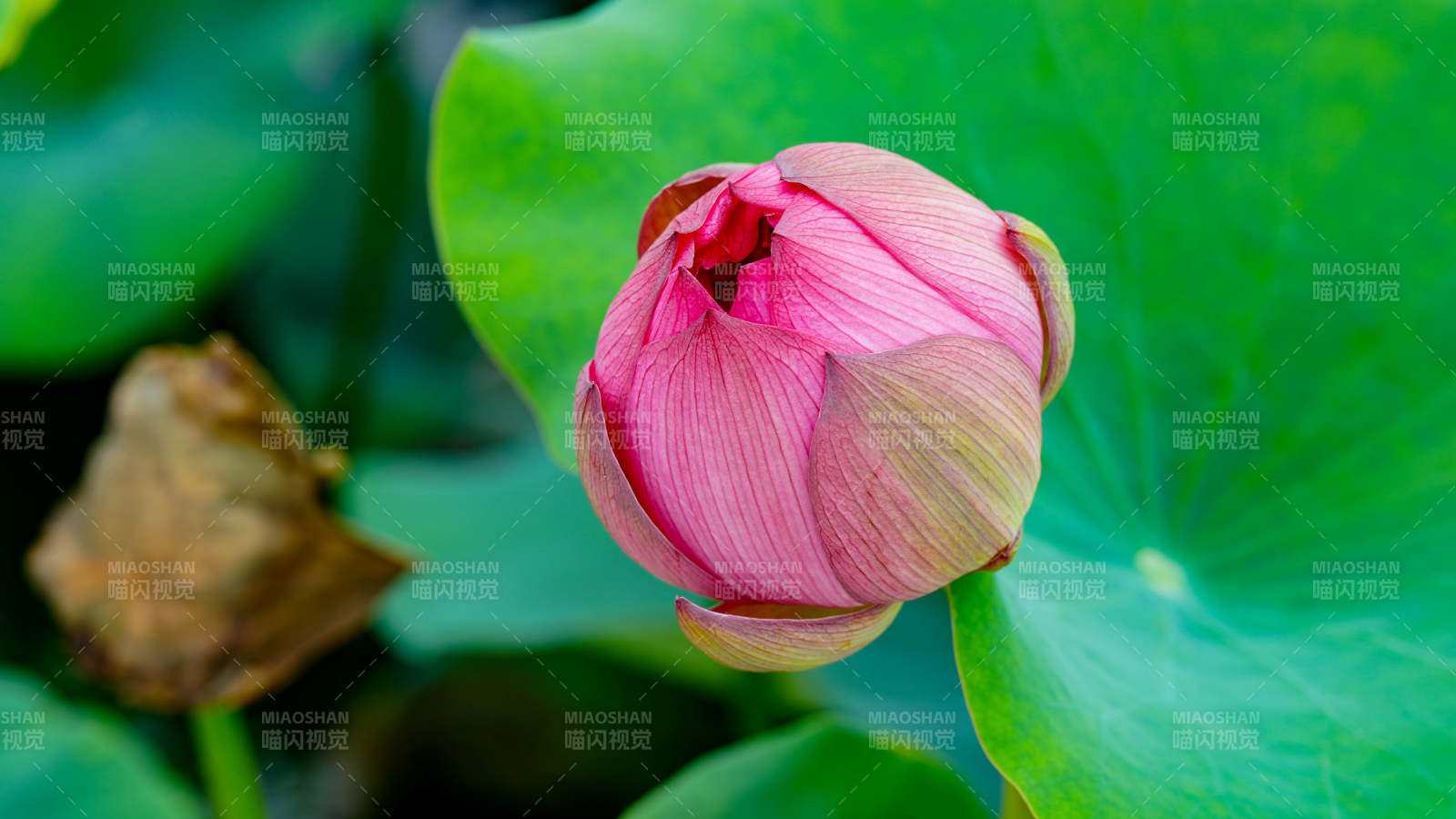 含苞待放的莲花图片