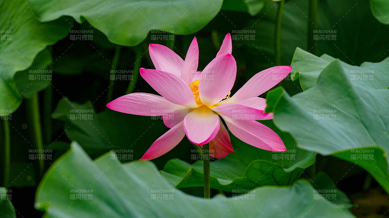 粉莲绽放 绿叶相衬图片