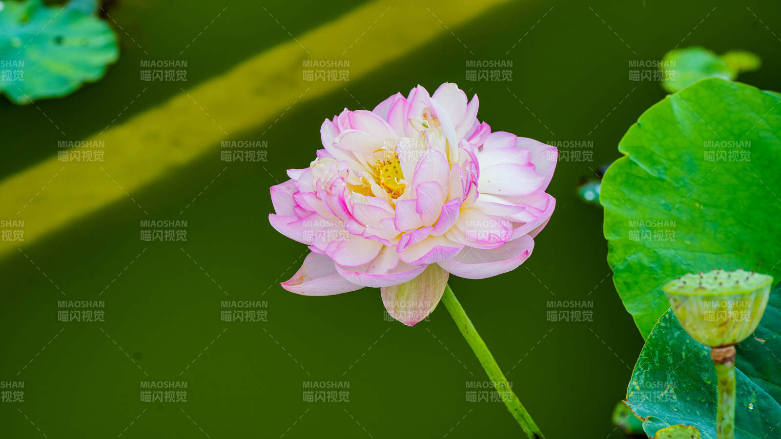 粉色莲花静谧绽放图片