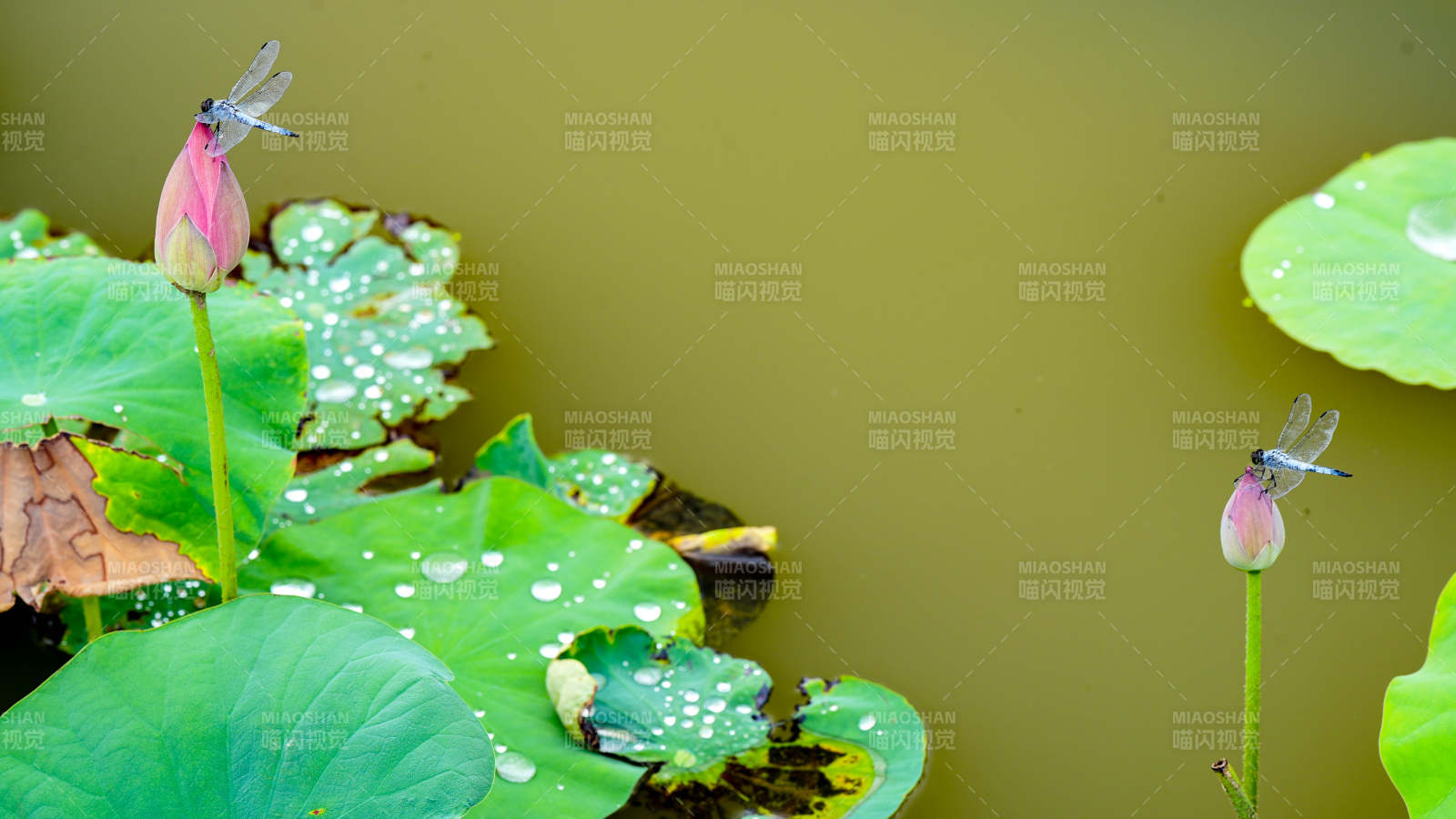 荷叶上的蜻蜓与露珠图片
