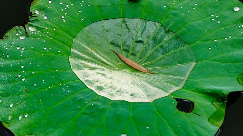 荷叶上的露珠与昆虫图片