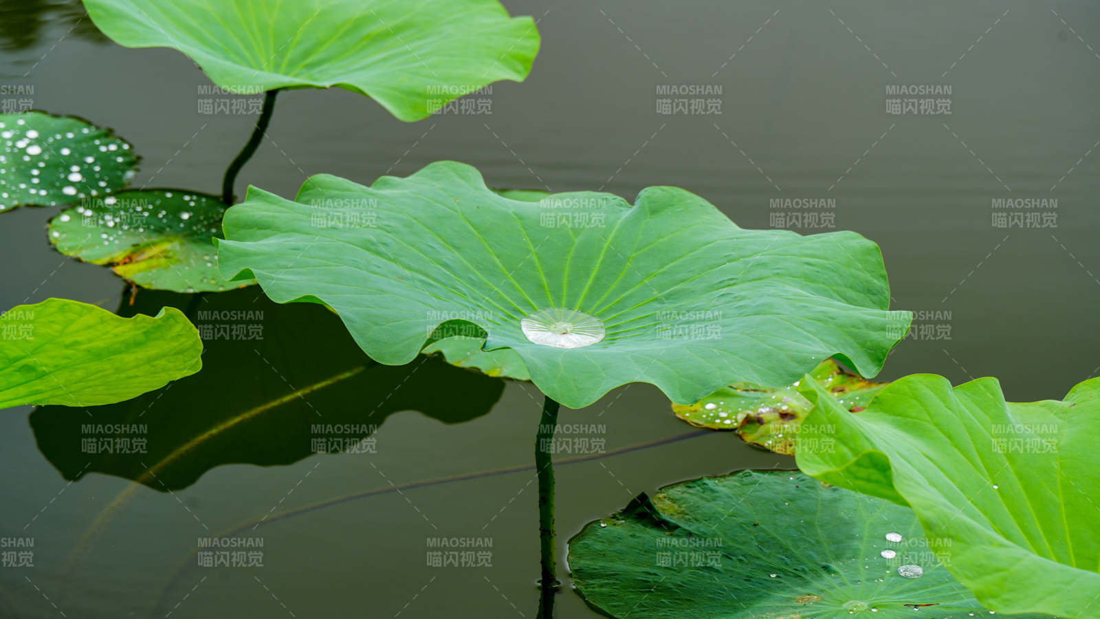 荷叶上的水珠图片