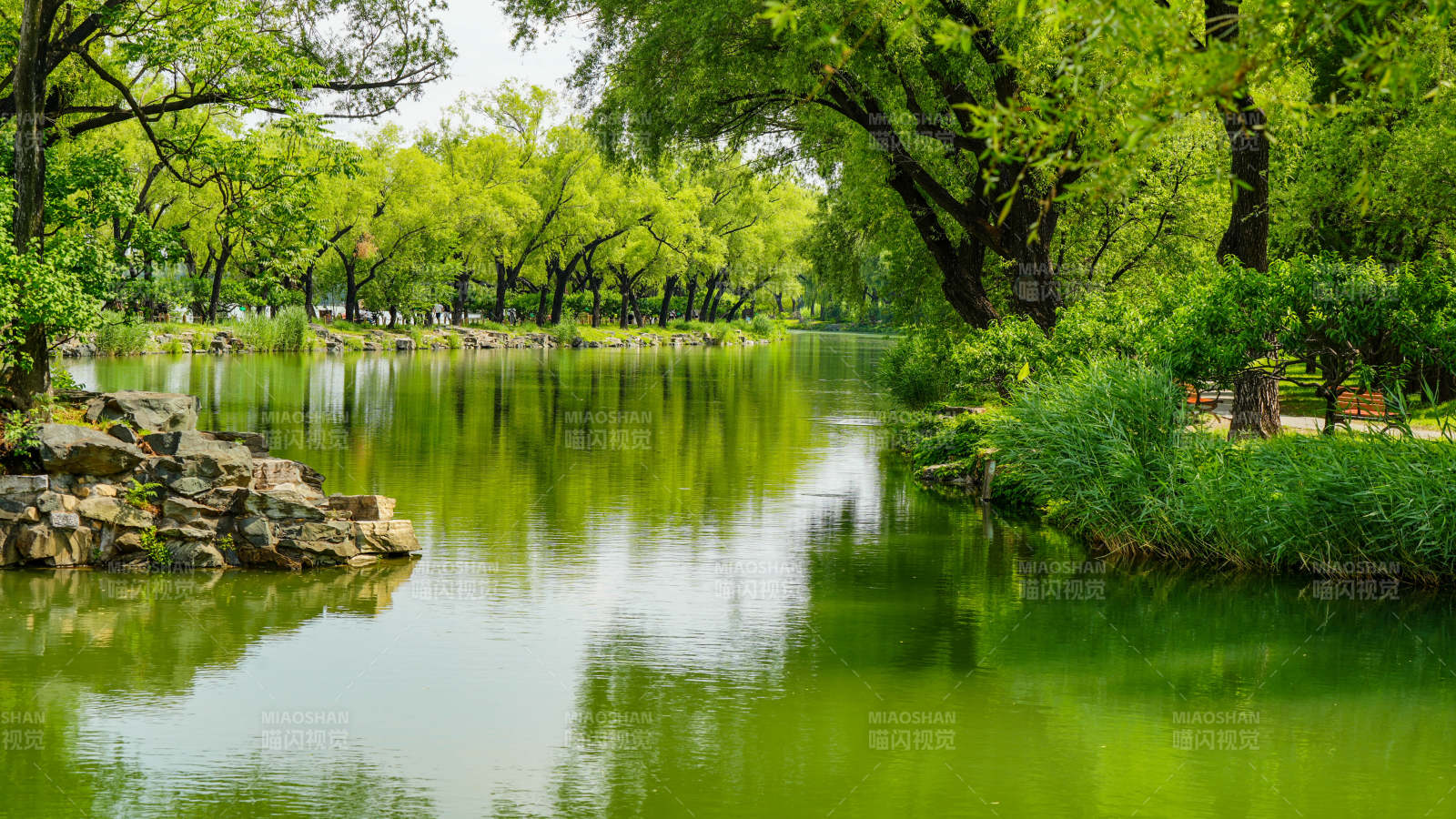 绿树成荫 湖水静谧图片