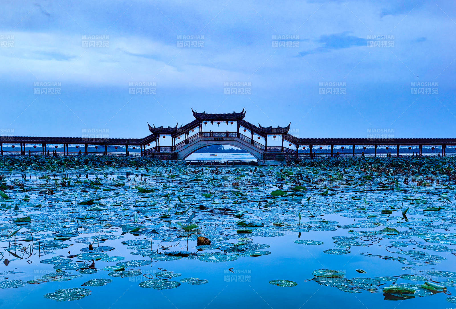 锦溪古镇湖畔长廊 莲叶映天蓝图片