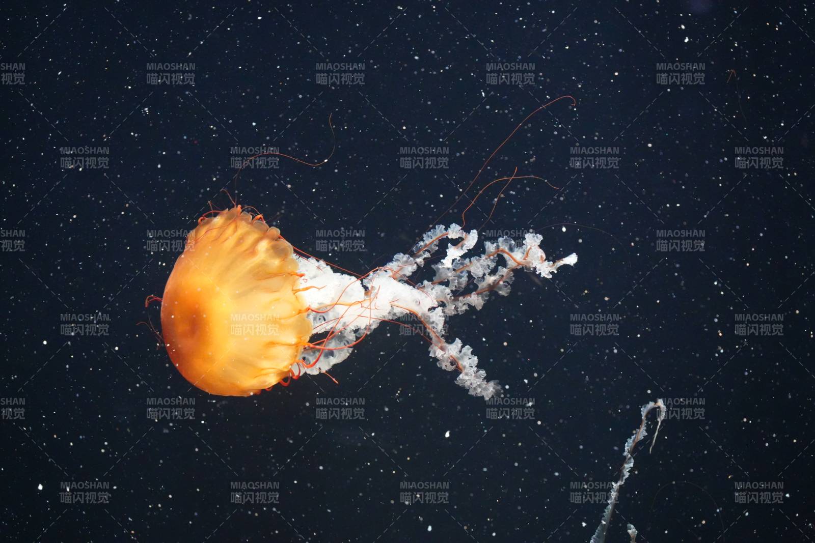 深海中的橙色水母图片