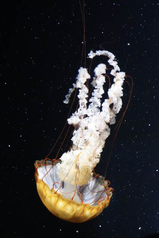 深海中的水母舞动图片