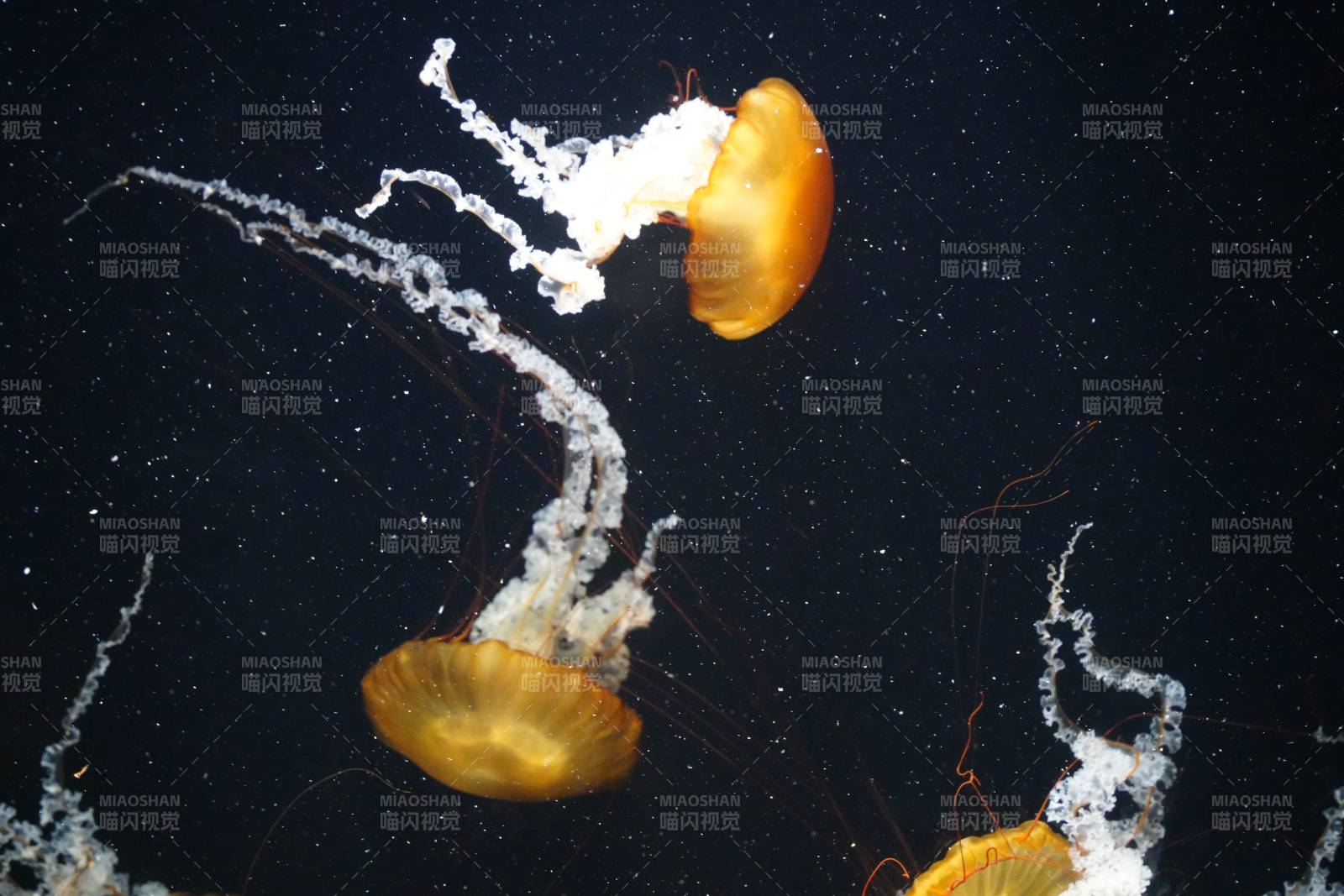 水母在黑暗中漂浮图片