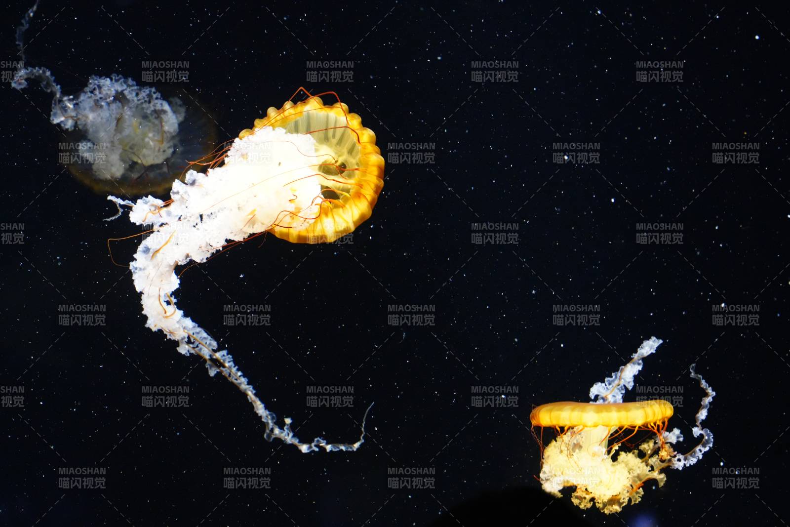 水母在黑暗中漂浮图片