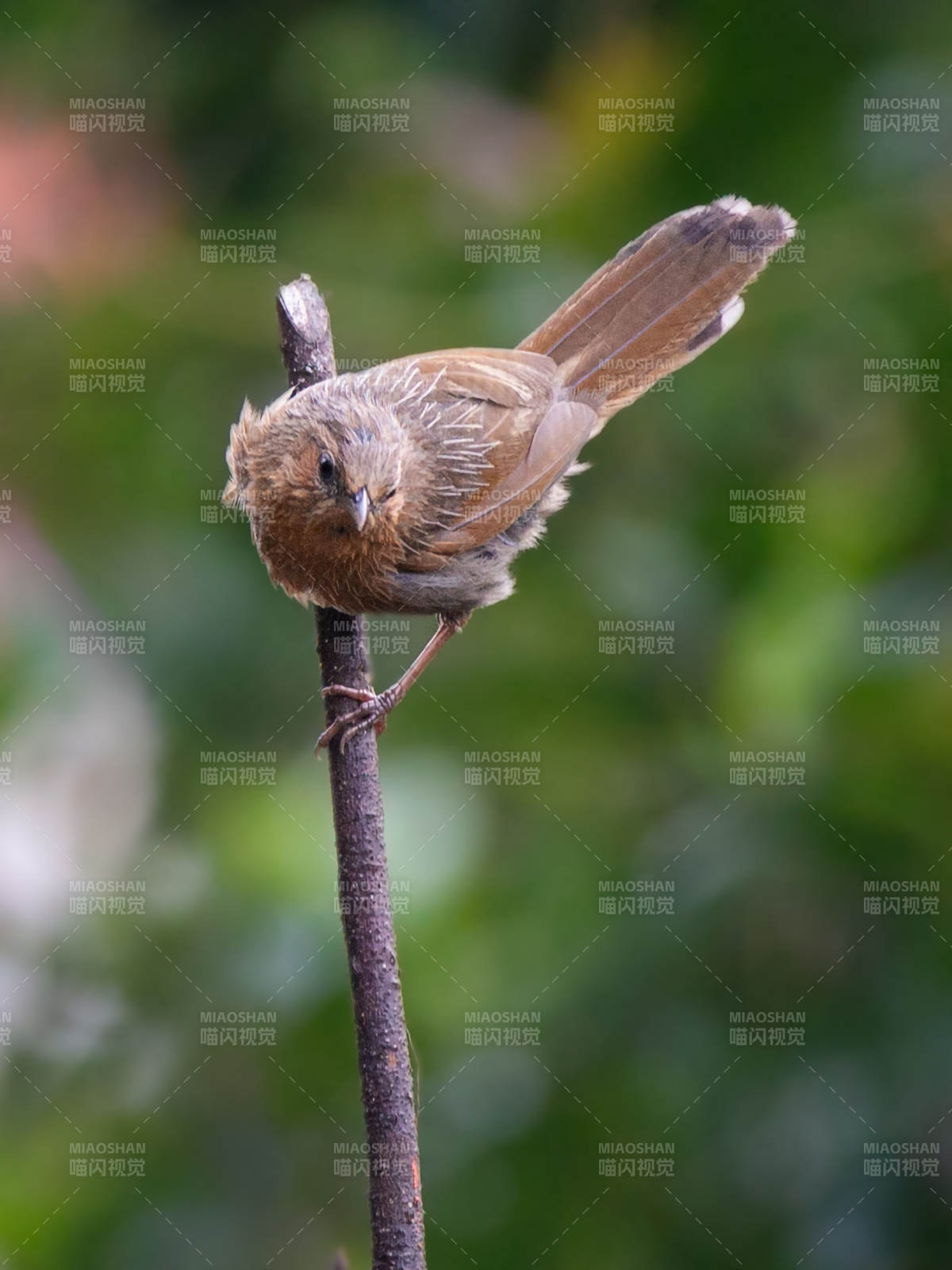 细纹噪鹛枝头静栖息图片
