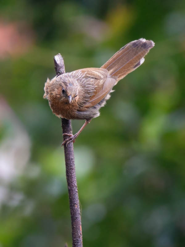 细纹噪鹛枝头静栖息图片