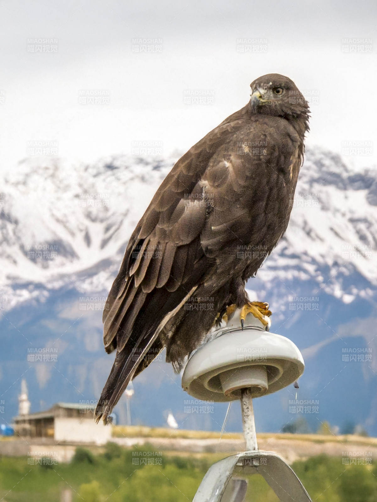 山鹰栖息灯柱上图片