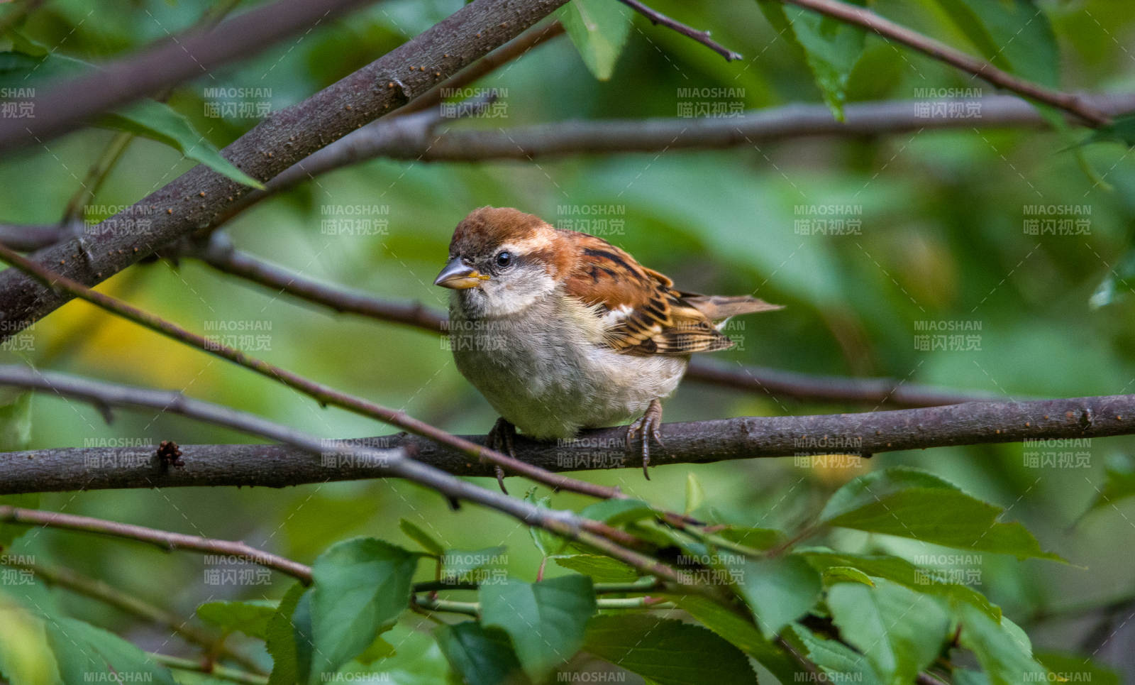 树枝上的山麻雀图片