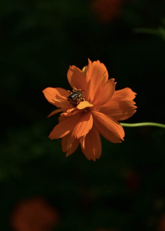 蜜蜂采蜜橙花间图片