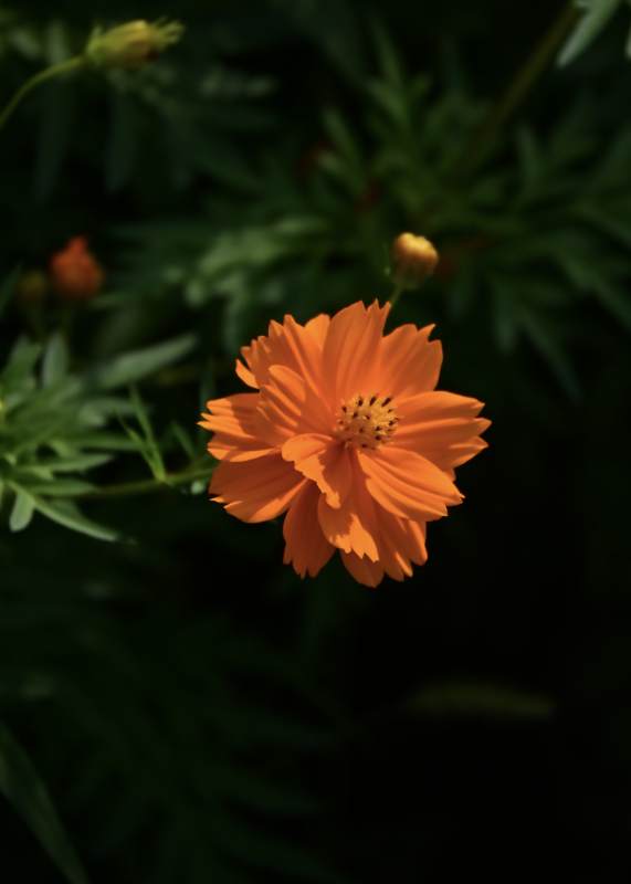 橙色花朵在暗影中绽放图片