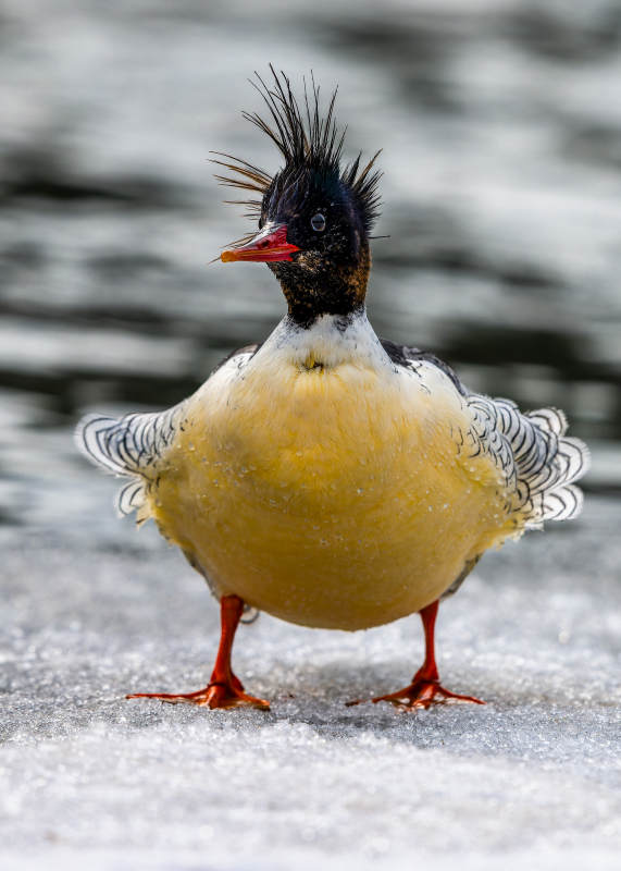 冰面上的中华秋沙鸭 图片