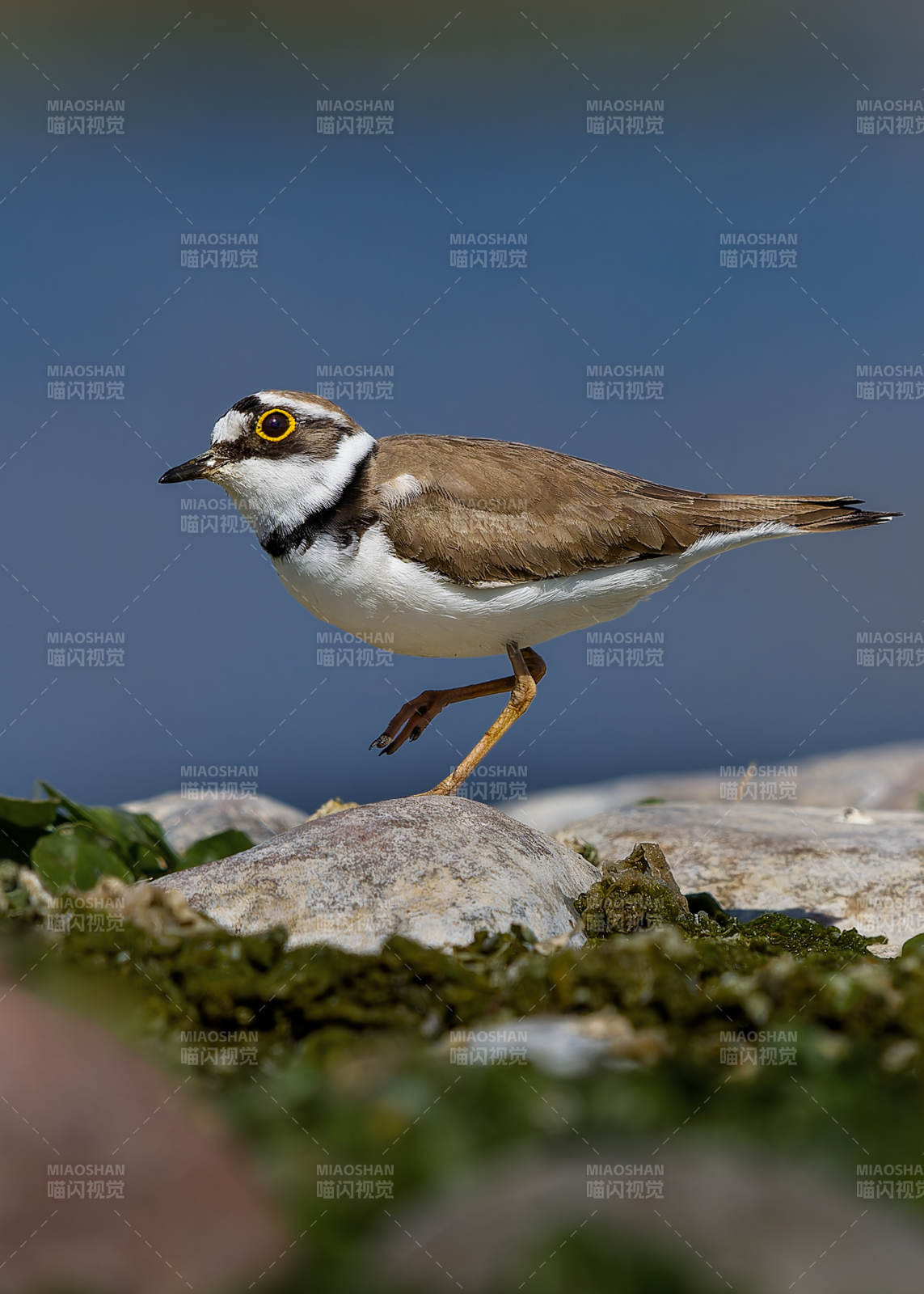 环颈鸻在岩石上行走图片
