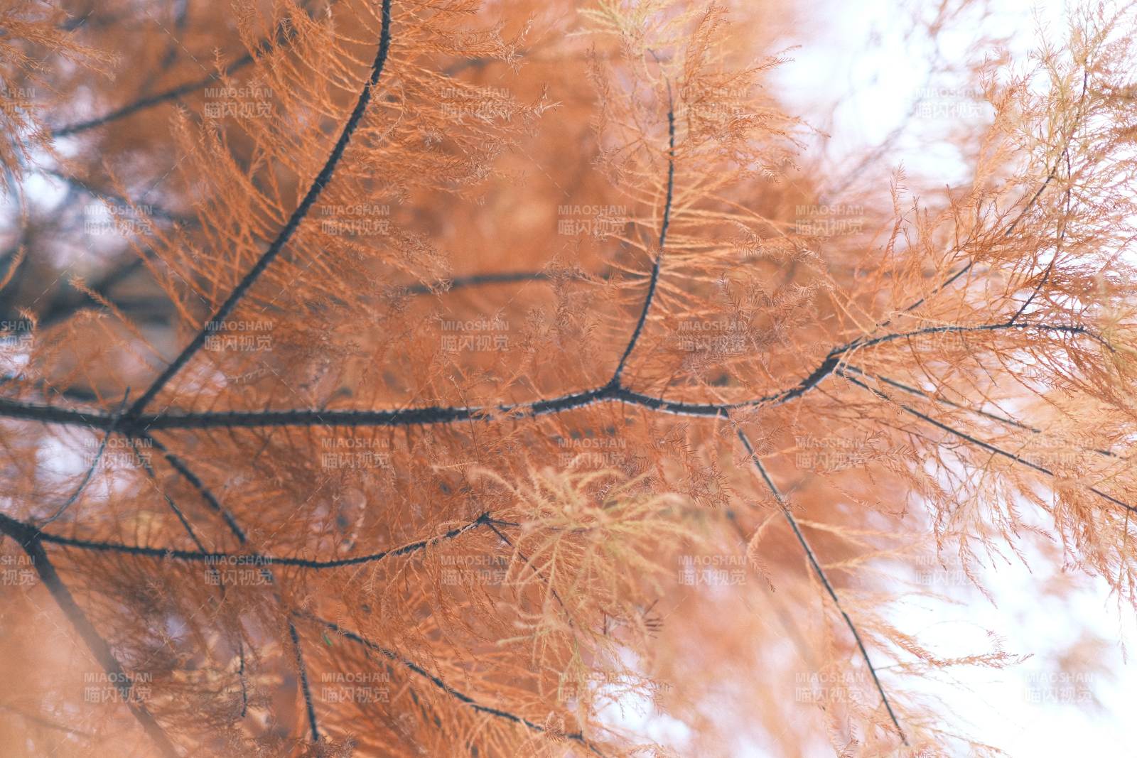 秋日金黄枝叶特写图片