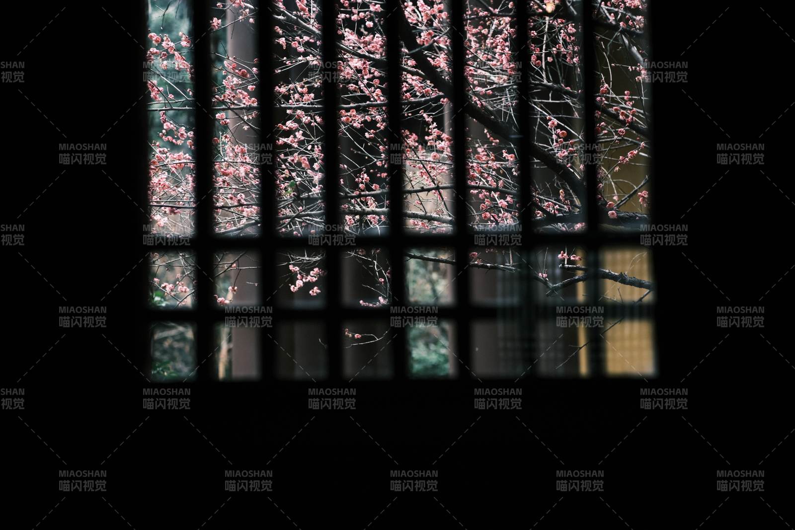 窗棂外的梅花影图片