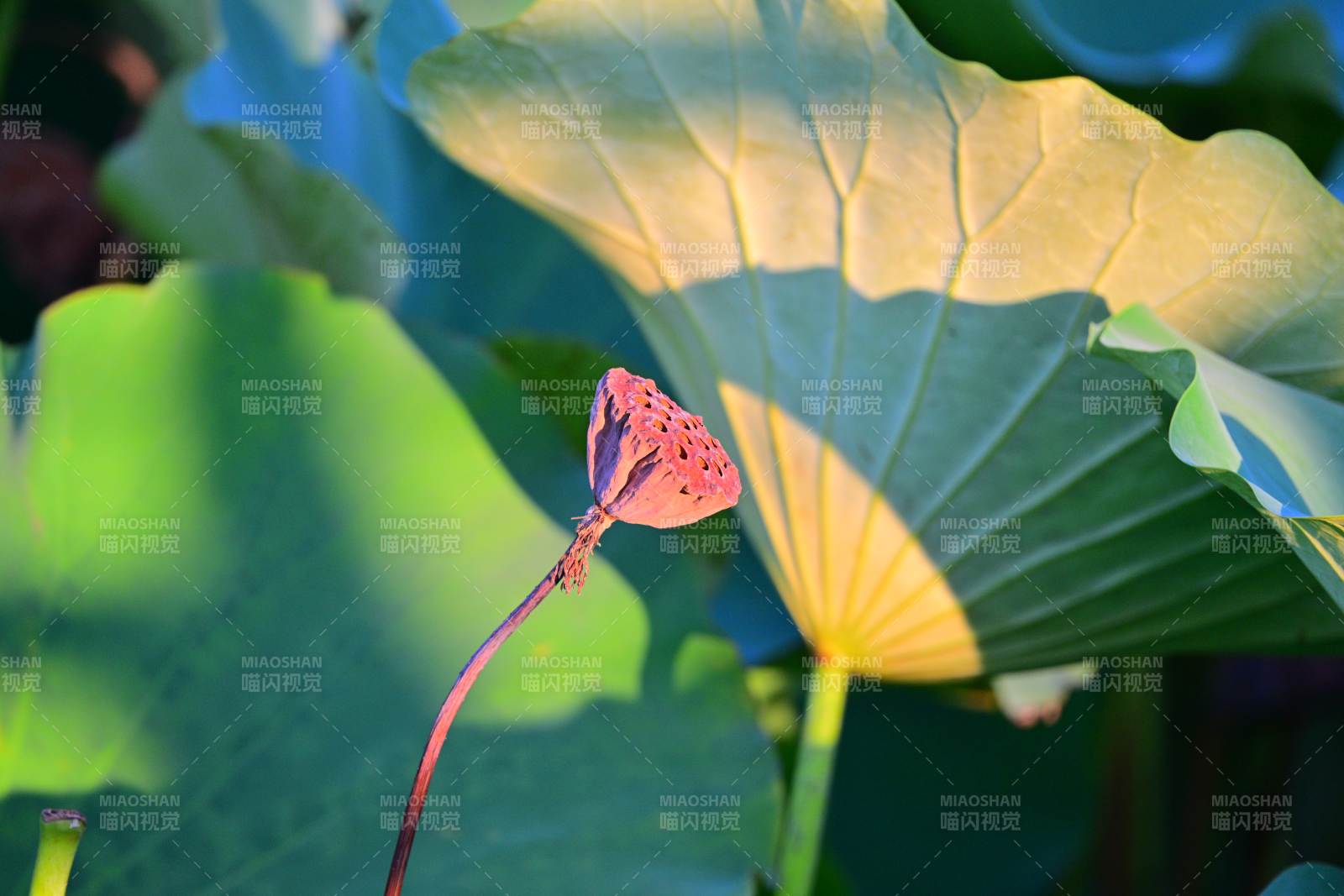 荷叶上的粉色花瓣图片